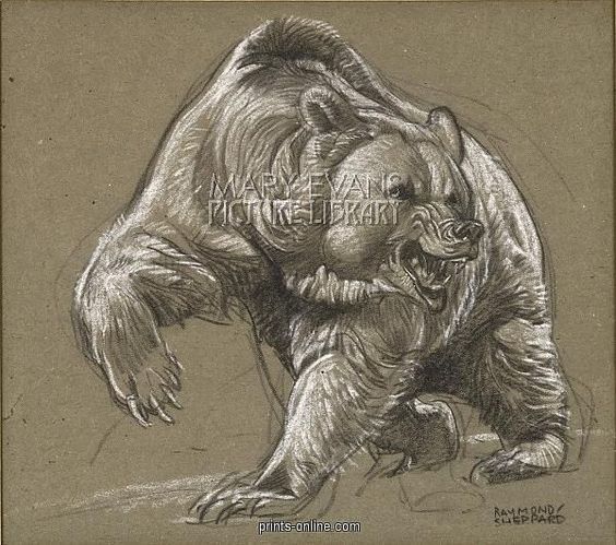 564x499 Drawings Of Grizzly Bears Drawing Projects