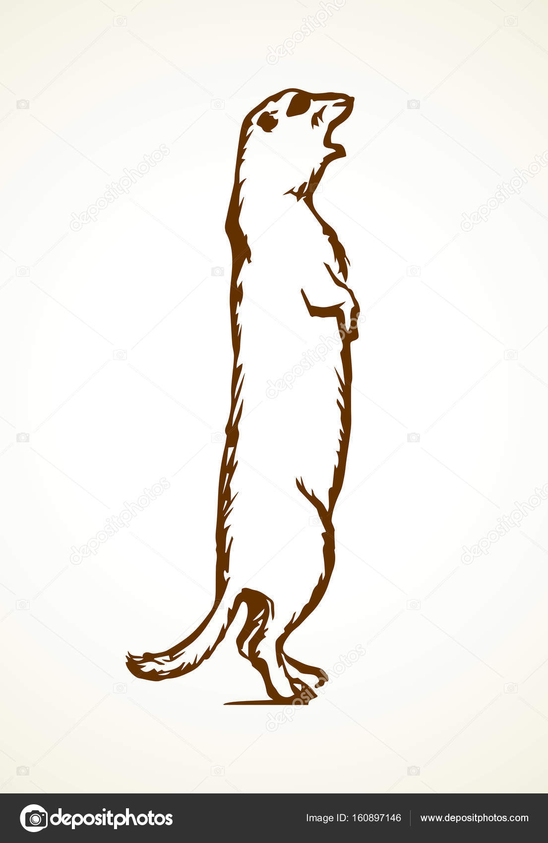 1105x1700 Groundhog. Vector Illustration Stock Vector Marinka