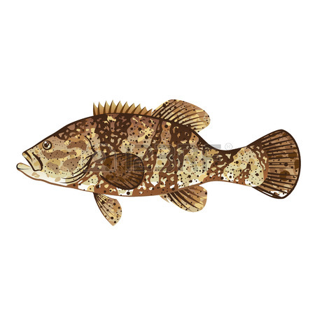 Grouper Drawing at GetDrawings | Free download