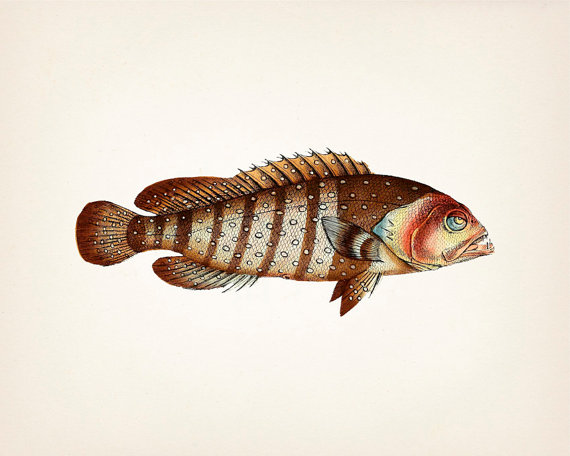 570x456 Bored 1801 Grouper Fish Drawing 8x10 Finert Print