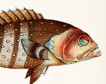 340x270 Grouper Fish Print Etsy