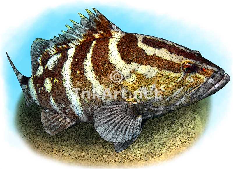 800x580 Nassau Grouper Stock Art Illustration