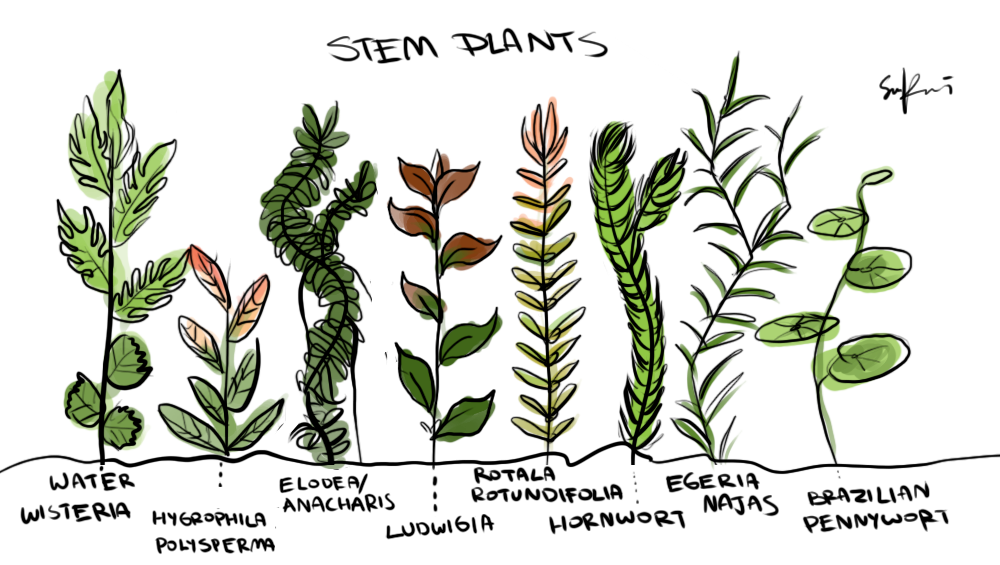 1000x565 A Hand Drawn Plant Guide