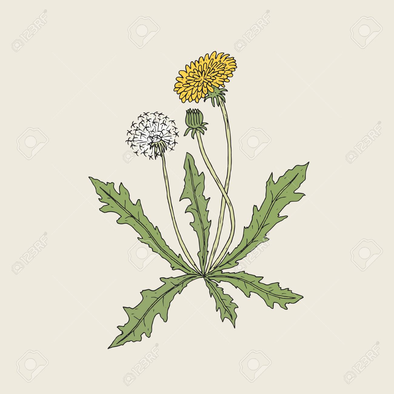 1300x1300 Elegant Detailed Drawing Of Dandelion Plant With Yellow Flower