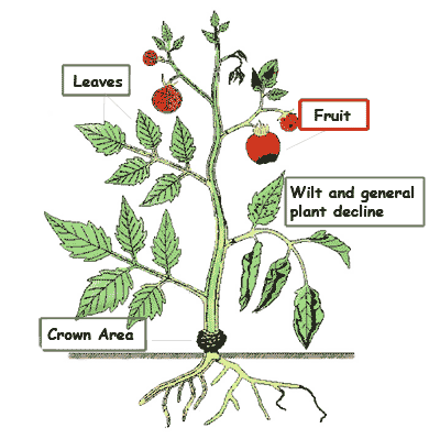 400x399 Tomato Plant Drawing Gardening Tomato Plant