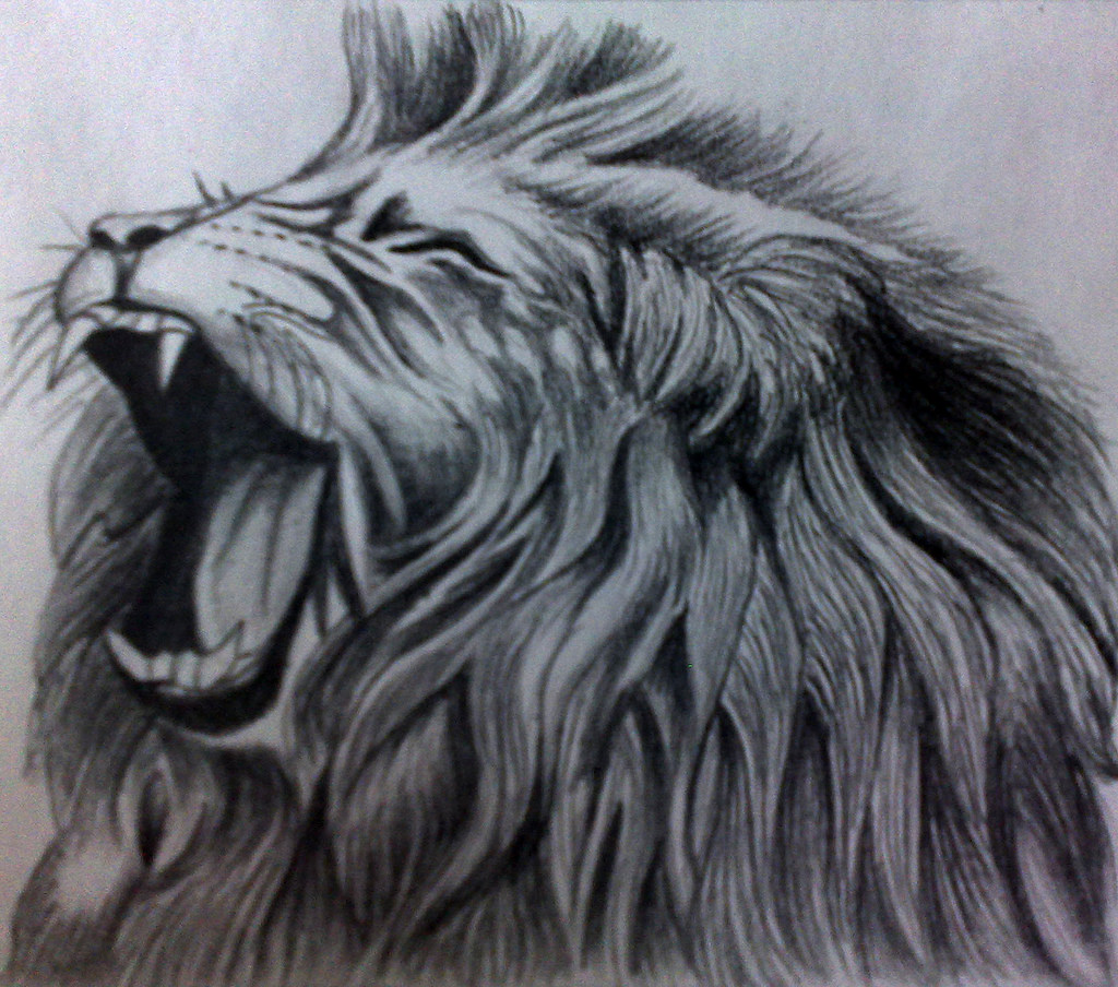 1024x904 Roaring Lion Pencil Drawing Lhel33246