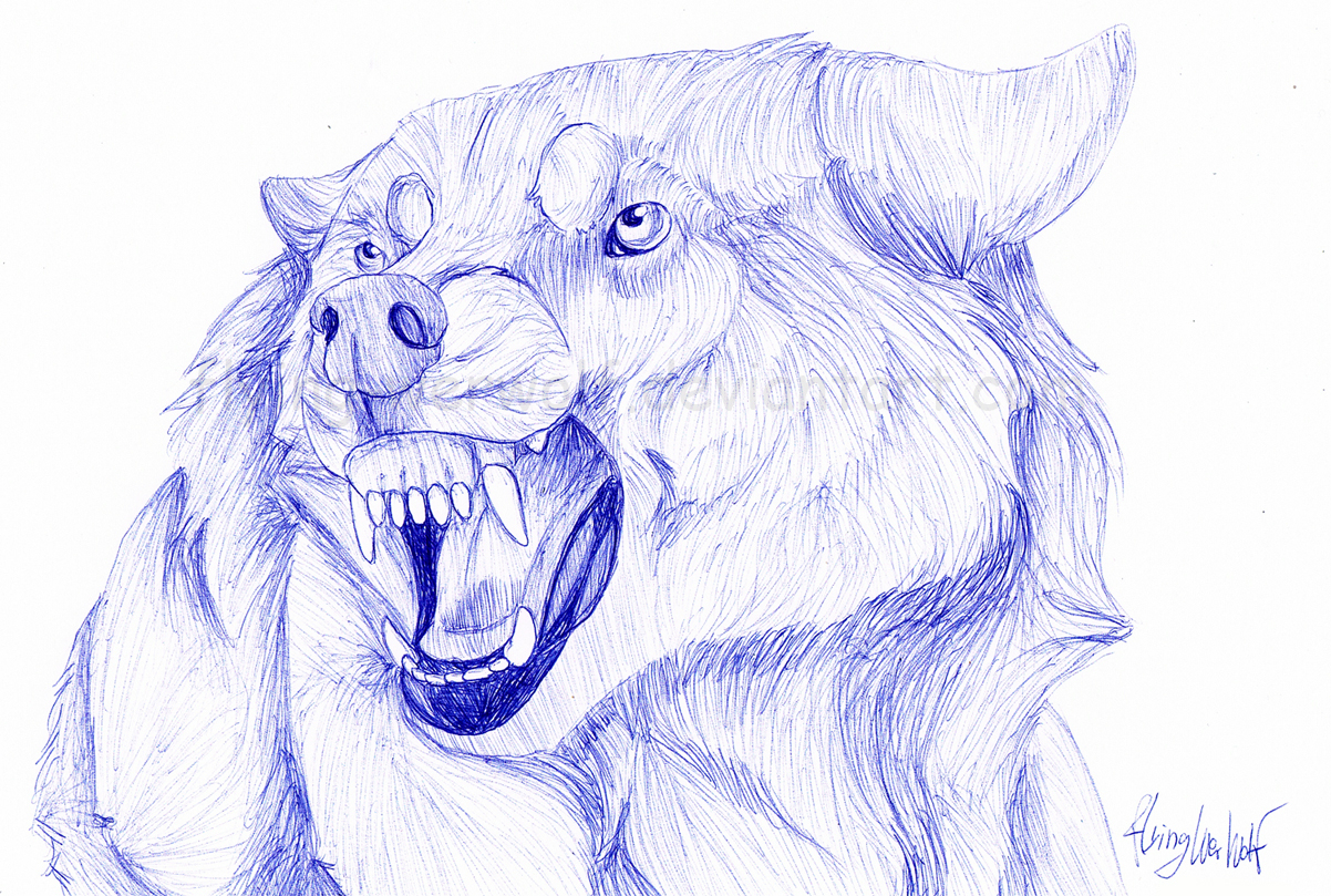 1202x809 Snarling Wolf Drawing Wolf Snarl Ballpennathalienova