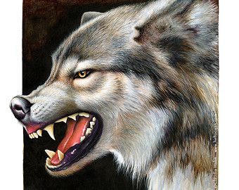340x270 Black Wolf Growling Print