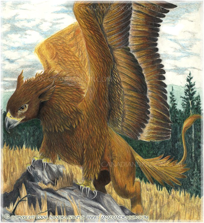 680x742 Canadian Dragon Fantasy Art Original Wild Gryphon Drawing