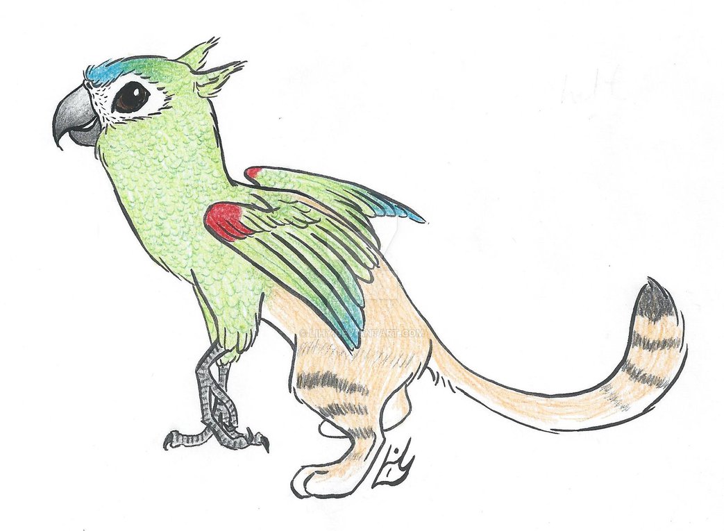 1043x765 Sand Macaw Gryphon Drawing By Lihy