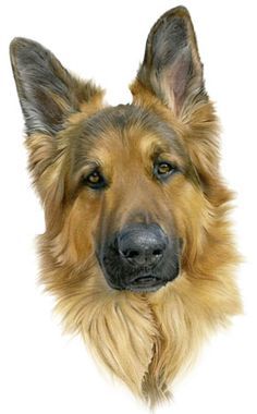 236x380 Laura Hardie