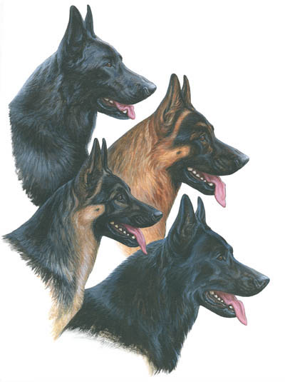 400x535 The Gsd