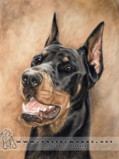 236x314 Doberman Pinscher