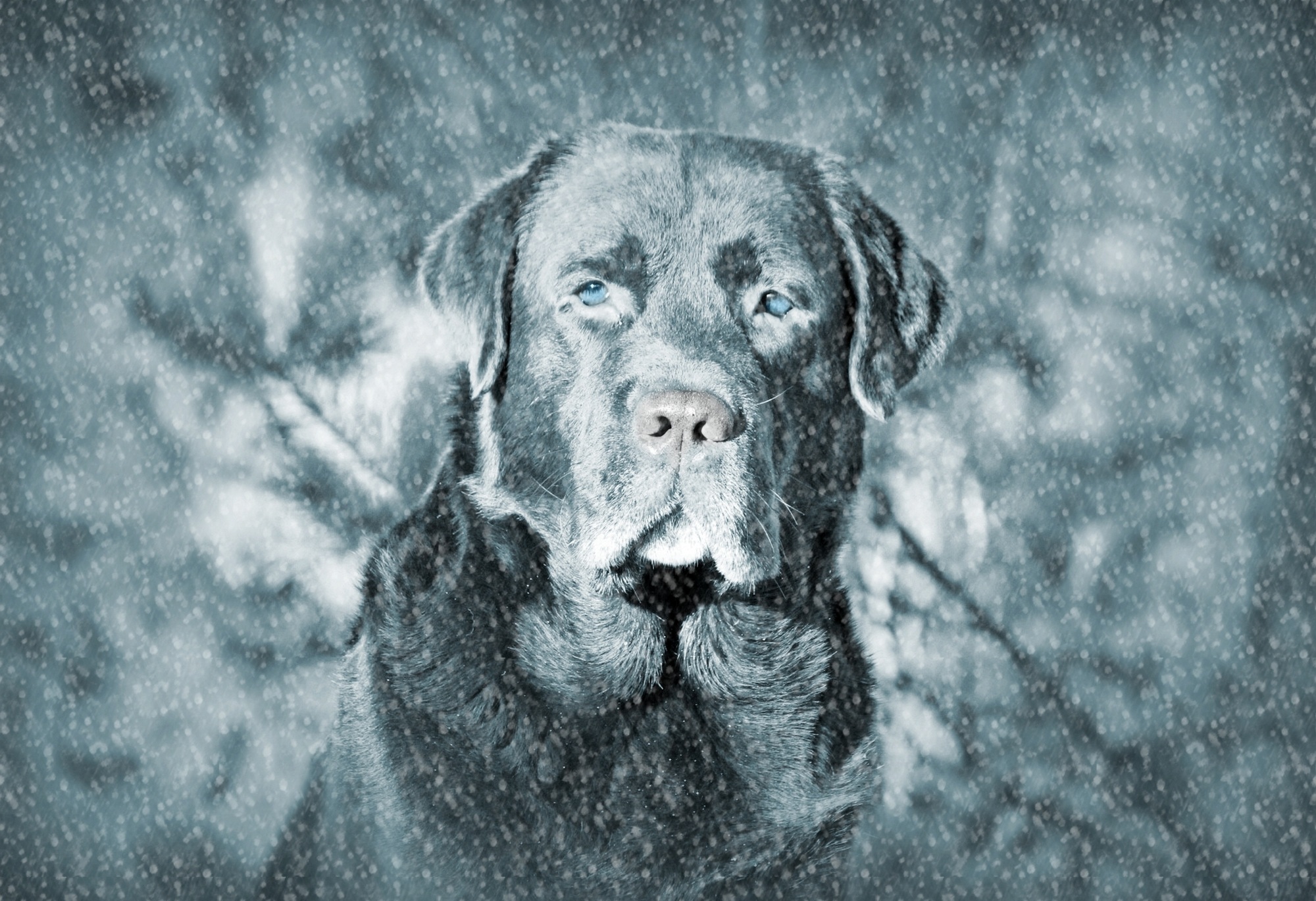 2000x1370 Free Images Snow, Black And White, Animal, Pet, Fur, Drawing