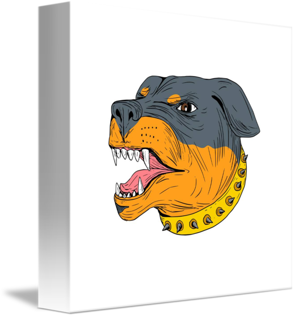 606x650 Rottweiler Guard Dog Head Aggressive Drawing By Aloysius Patrimonio