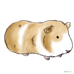 236x236 Guinea Pig Cartoon Drawing Guinea Pigs
