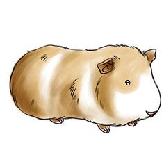 Guinea Pig Drawing at GetDrawings | Free download