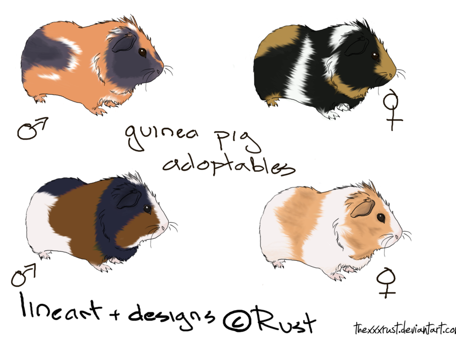 900x675 Guinea Pig Adoptables By Thexxxrust