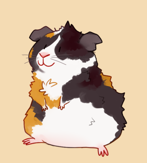 500x555 Guinea Pig Drawing Tumblr