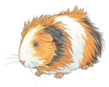 450x361 How To Draw A Guinea Pig Artartists Drawings