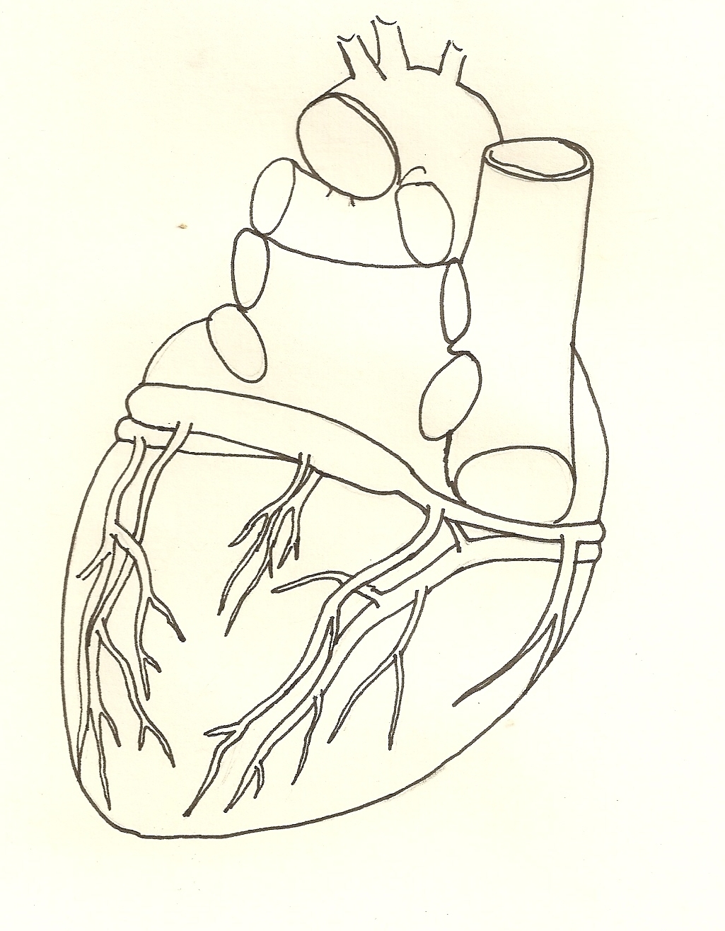 1025x1316 Posterior View Of Coronary Vessles, Line Drawing Ecg Guru