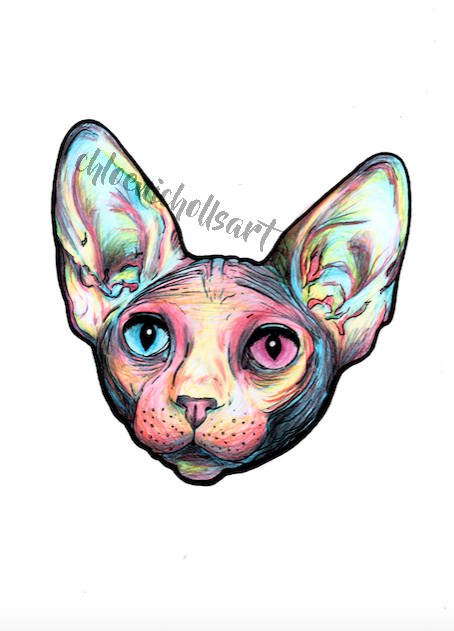 Hairless Cat Drawing at GetDrawings | Free download