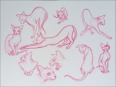 236x177 Hairless Cat Silhouette. Black. Outline. Drawing. Cats