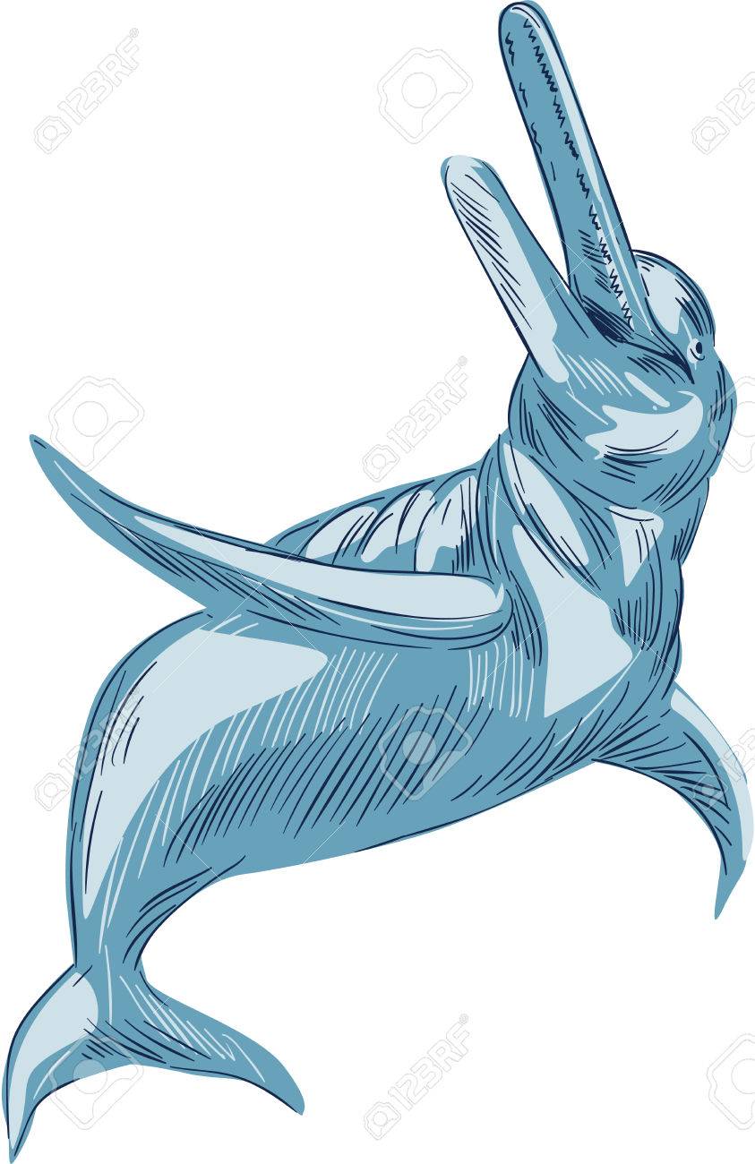 843x1300 Drawing Sketch Style Illustration Of The Amazon River Dolphin