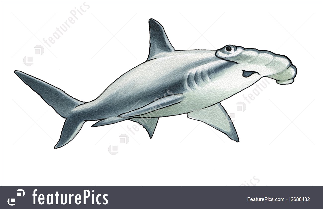 1300x841 Hammerhead Shark Illustration