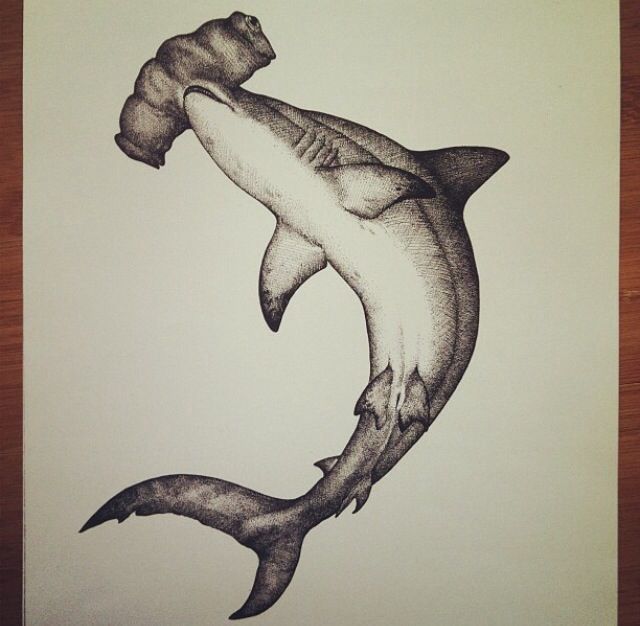640x626 Hammerhead Drawing.