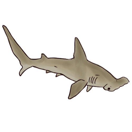 500x500 How To Draw A Hammerhead Shark 5 Steps (With Pictures)