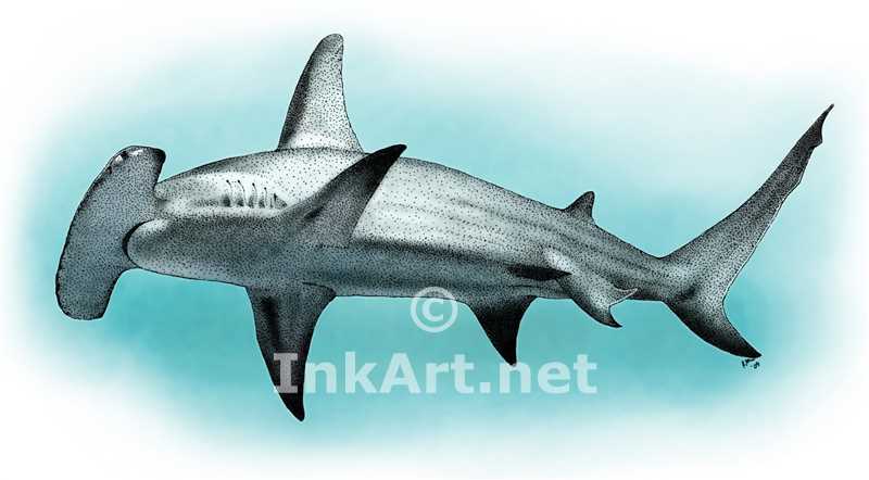 800x442 Great Hammerhead Stock Art Illustration