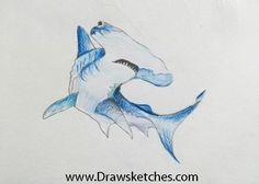 236x168 How To Draw A Hammerhead Shark Mathscience