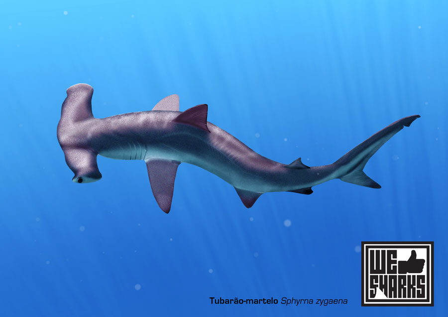 900x636 Smooth Hammerhead Shark By Omnicogni