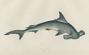 285x178 Pictures Of Hammerhead Shark Drawings Hammerhead Shark Antique