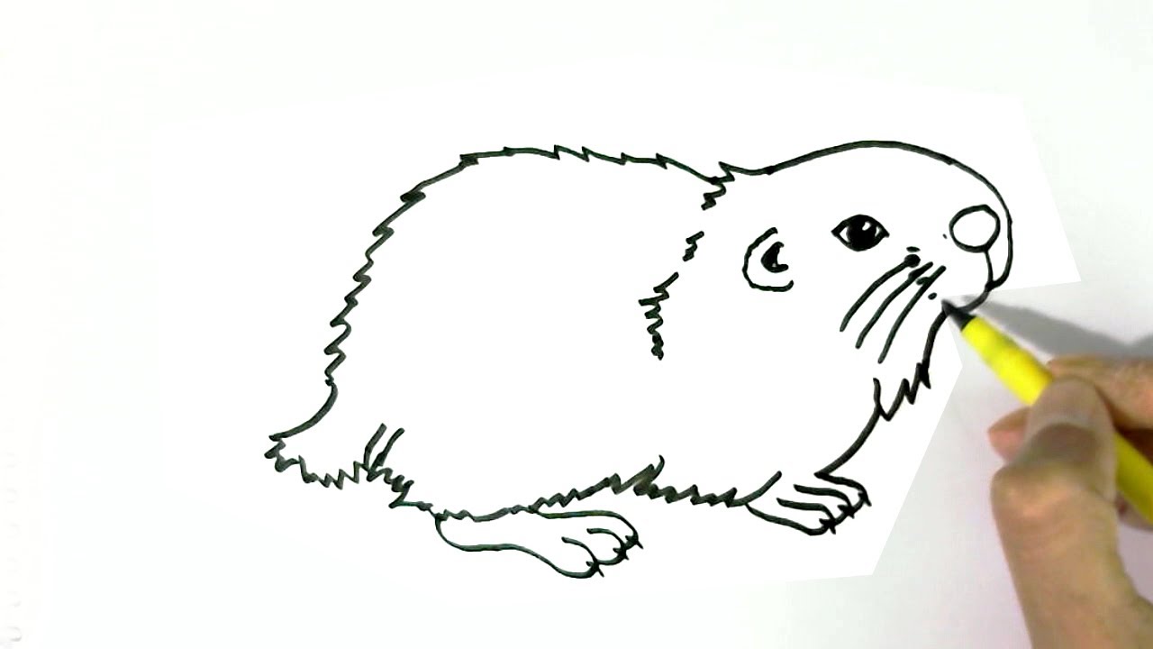 1280x720 How To Draw A Hamster 2 Easy Steps For Children, Kids, Beginners