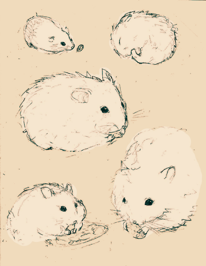 662x855 Some Doodles Of Hamsters By 0xo