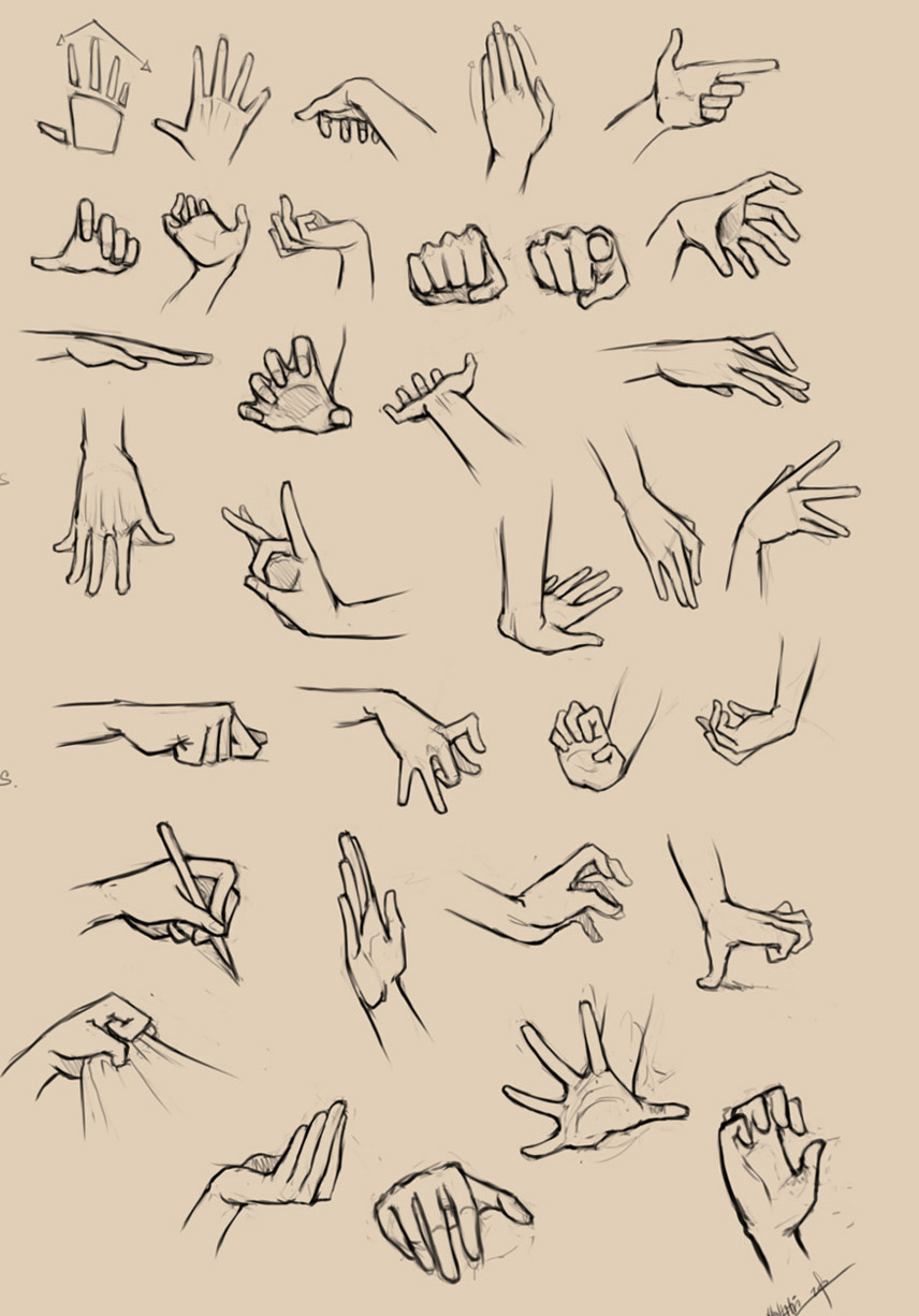 856x1226 4 Hand Anatomy Drawing Image