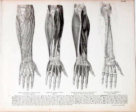 463x381 Figure Drawing How To Draw Hands, Feet, Arms, Legs And Anatomy