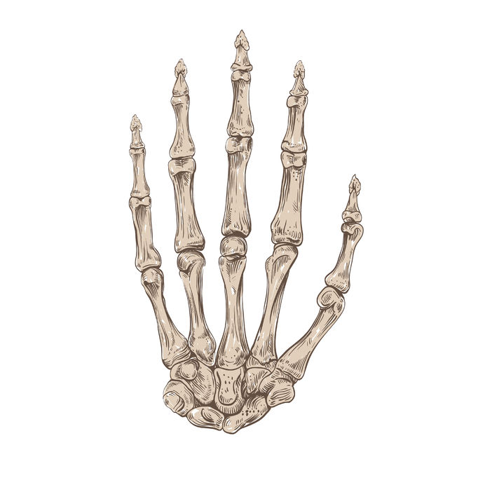 Hand Bones Drawing at GetDrawings | Free download