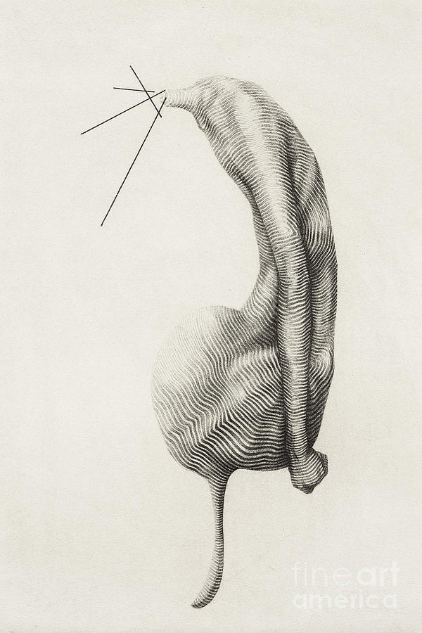 600x900 Surreal Hand Drawing, Decorative Artwork