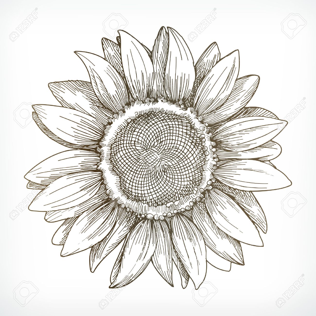 1300x1300 Sunflower Sketch, Hand Drawing, Vector Illustration On White