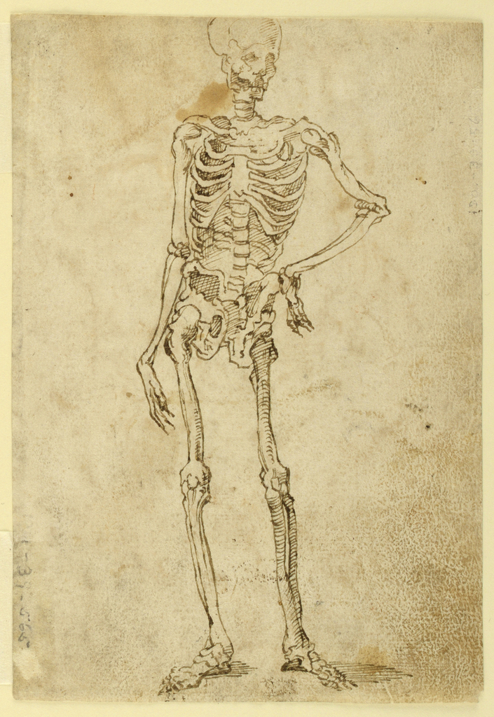 705x1024 Ideal Human Skeleton Shown Standing Contrapposto, With The Left