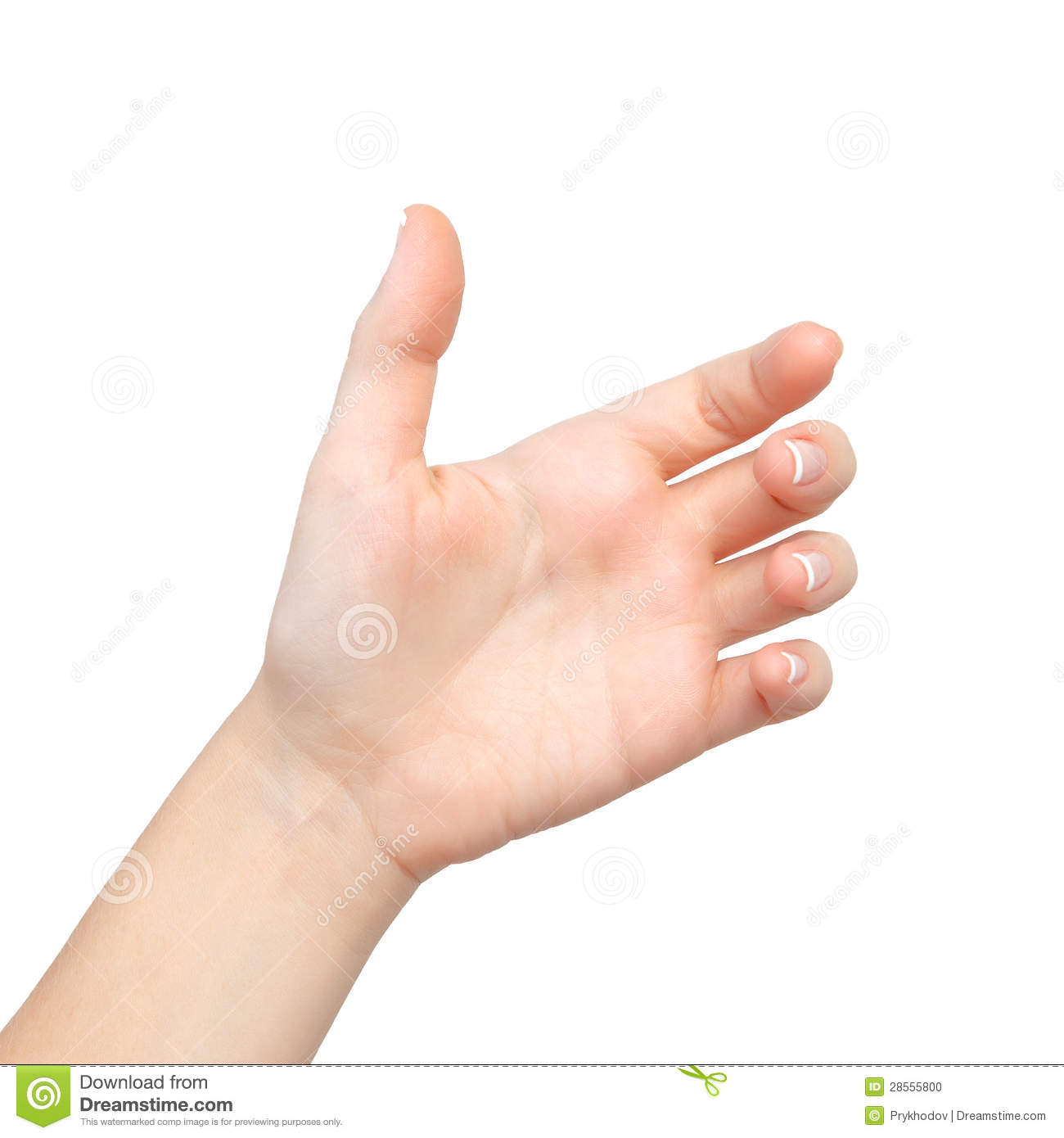 1300x1390 Female Palm Hand