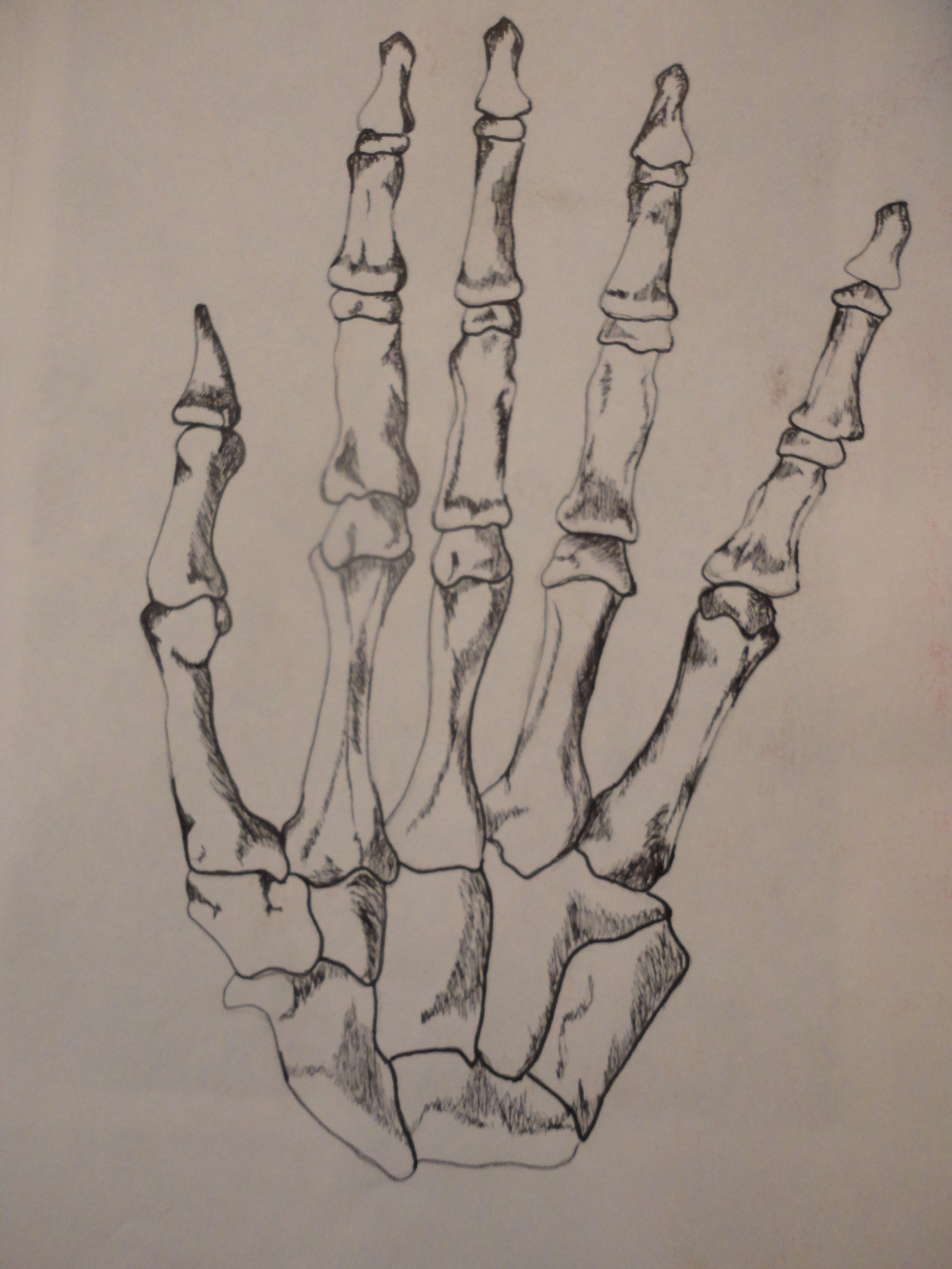 Hand Skeleton Drawing at GetDrawings | Free download