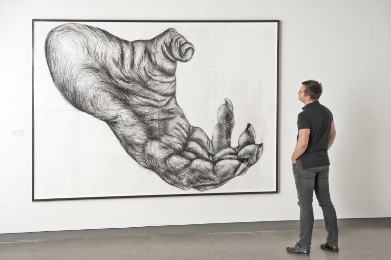 800x532 Primate Hands And Feet (Drawing) Lisa Roet