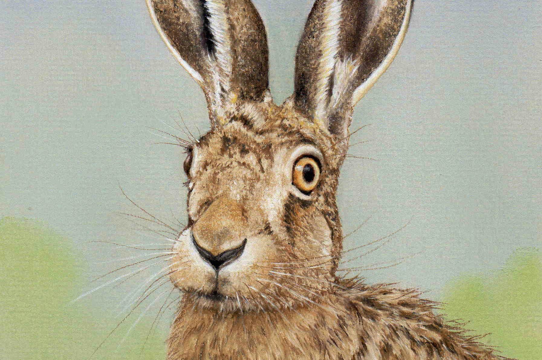 1793x1191 Drawing A Hare In Pastel Pencils