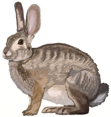 450x475 How To Draw A Hare