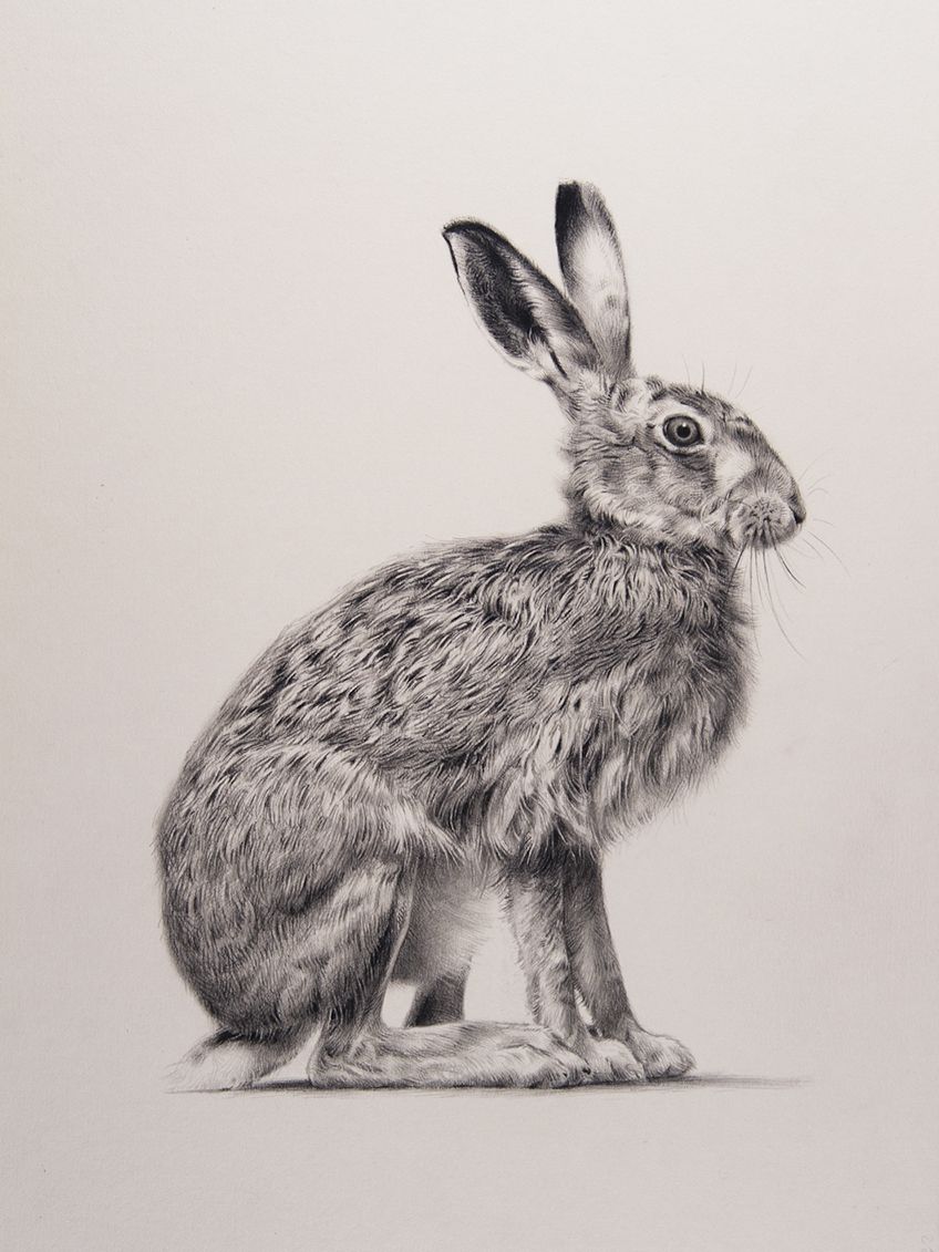 Hare Drawing at GetDrawings | Free download