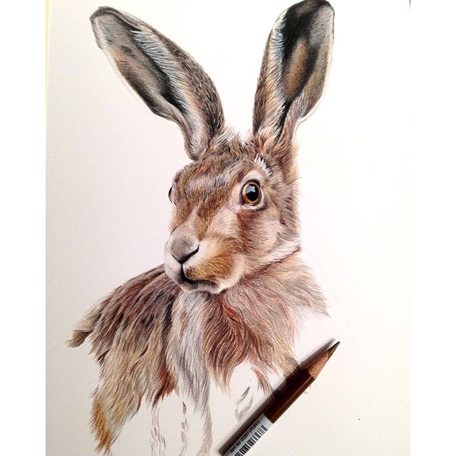 640x640 Mr Hare